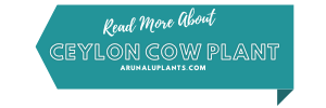 medicinal uses of ceylon cow plant