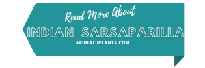 medicinal uses of indian sarsaparilla