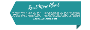 medicinal uses of mexican coriander