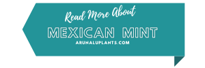 medicinal uses of mexican mint