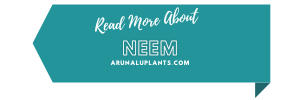 medicinal uses of neem