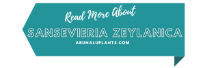 medicinal uses of sensevieria zeylanica