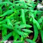 Nelli | Phyllanthus embilica | Indian Gooseberry