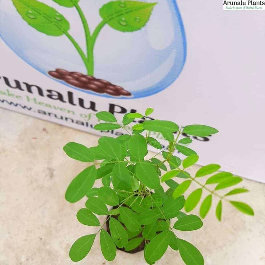 medicinal plants in sri lanka pdf sinhala Arunalu Plants