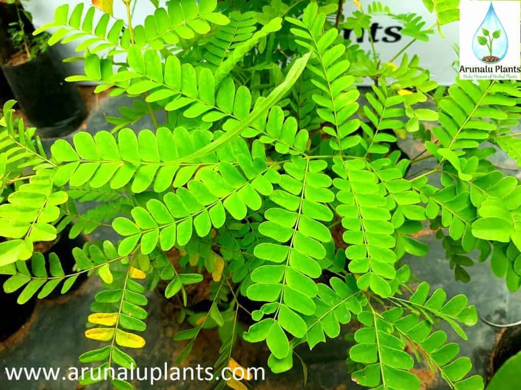 Pathagi Tree Pathagi | Caesalpinia sappan | Sappan Wood | පතඟි | Arunalu Plants