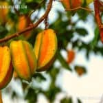 Kamaranga | Star Fruit | Averrhoa carambola (Budded)