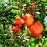 Delum | Punica granatum | Pomegranate