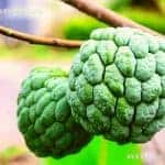 Seeni Anoda | Annona squamosa | Custard-Apple