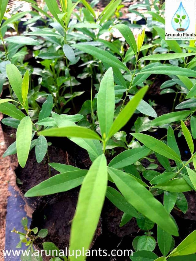 sudu hadun plant for sale