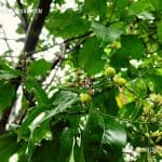 Ankenda | Acronychia pedunculata | Claw Flowered Laurel