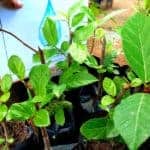 Attikka | Ficus racemosa | Cluster Fig