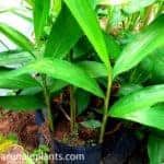 Heen Araththa | Alpinia calcarata | Snap Ginger