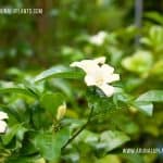 Atteriya | Murraya paniculata | Orange Jasmine