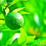 Ambul Dodam | Citrus aurantium | Sour Orange
