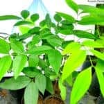 Ehela | Cassia fistula | Golden Shower Tree