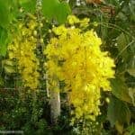 Ehela | Cassia fistula | Golden Shower Tree