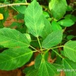 Indian Deththa | Baliospermum montanum | Danti Plant