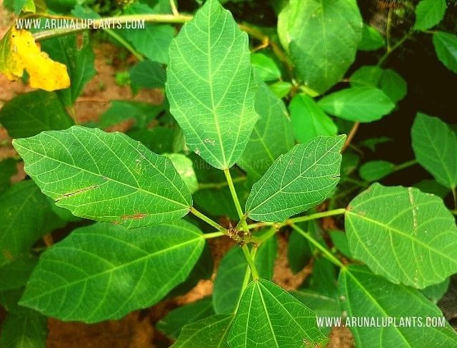 Indian Deththa | Baliospermum montanum