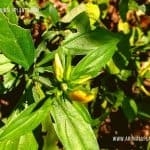 Katu Karadu | Barleria prionitis | Porcupine Flower