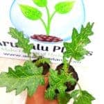 Katuwel Batu | Solanum virginianum | Thorny Nightshade