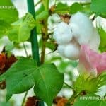 Cotton Plant | Kapu | Gossypium arboreum