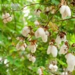 Kapu | Gossypium arboreum