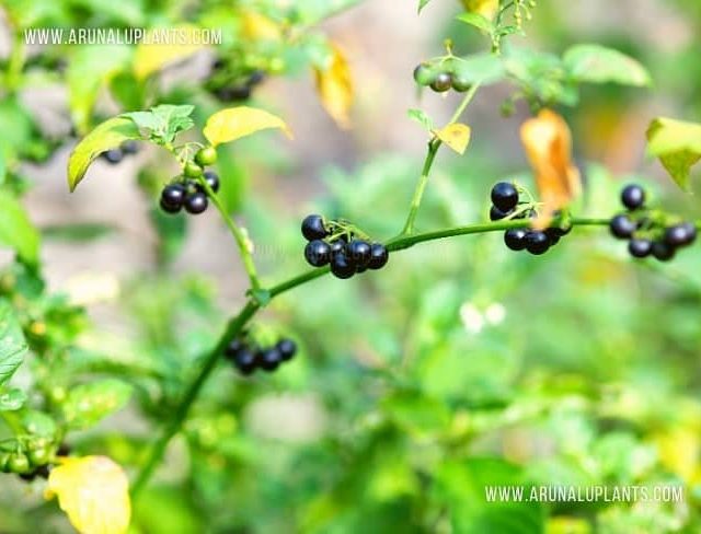Kalu Kemmeriya | Solanum americanum