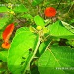 Keppetiya | Croton laccifer