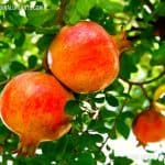 Delum | Punica granatum | Pomegranate