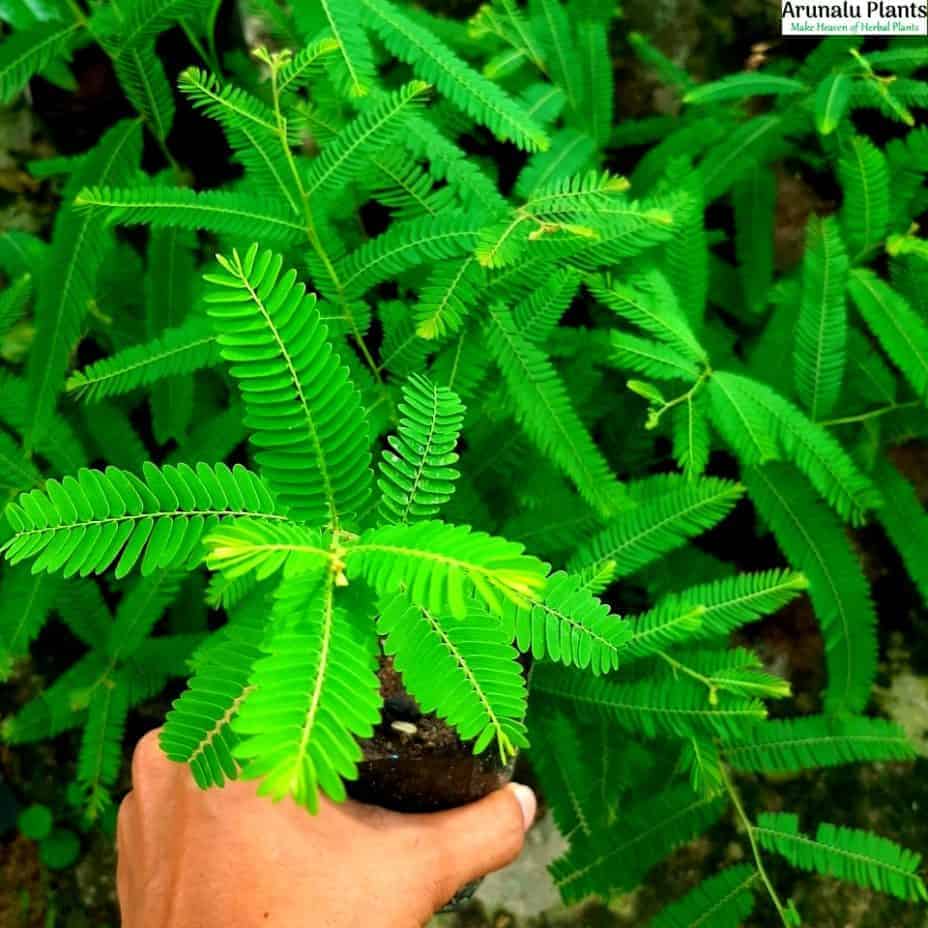 medicinal plants in sri lanka pdf sinhala Arunalu Plants