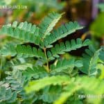 Pathagi | Caesalpinia sappan | Sappan Wood