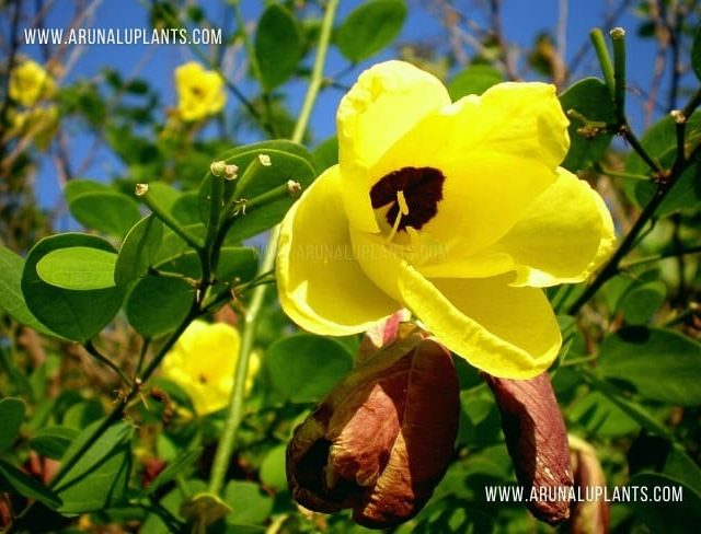 Kaha Pethan | Bauhinia tomentosa | Yellow Bauhinia