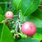 Bolpana | Glycosmis mauritiana | Orange Berry