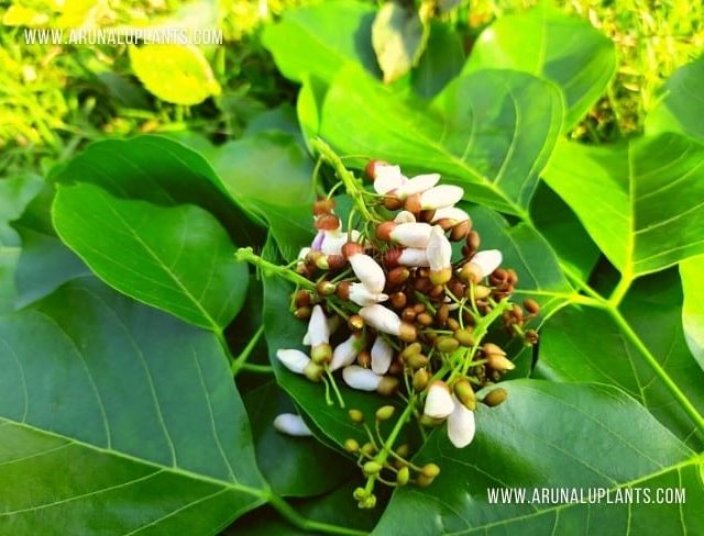 Karada | Millettia pinnata | Indian Beech Tree