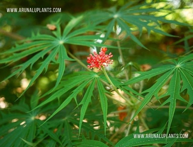 Mayurapada | Jatropha multifida | Coral Plant