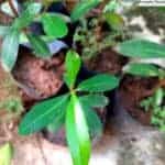 Ma Dan | Syzygium cumini | Java Plum