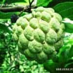 Seeni Anoda | Annona squamosa | Custard-Apple