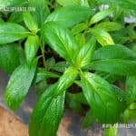 Heen Bin Kohomba | Andrographis paniculata | Green Chiretta