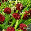 100 herbal plants in sri lanka