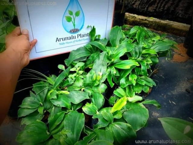 Medicinal Plants-හිඟුරු පියලි /ඉඟුරුපියලි - Igurupiyali-Kaempferia galanga