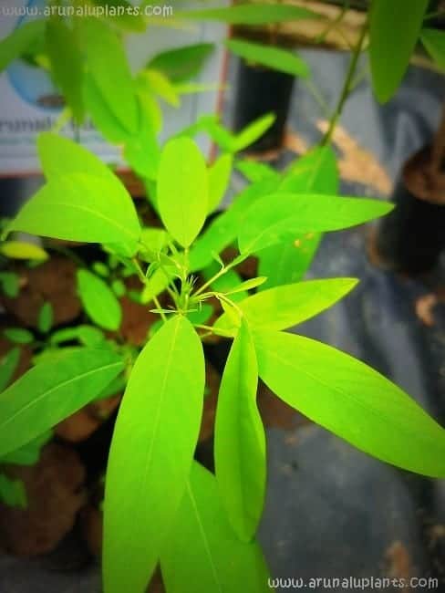 Pranajeewa Plant - Codariocalyx motorius - ප්‍රාණජීව - medicinal herbs