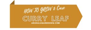 How to Grow & Care curry leaf