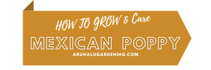 How to Grow & Care mexican poppy
