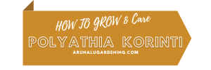 How to Grow & Care polyathia korinti