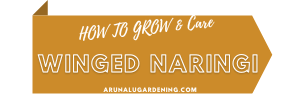 How to Grow & Care winged naringi