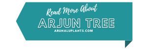 More Info arjun tree