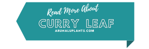 More Info curry leaf