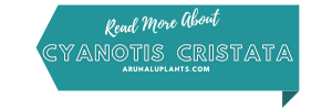 More Info cyanotis cristata