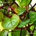 Rathu Nivithi | Basella alba L. | Malabar Spinach