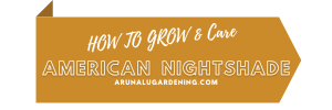 how to grow & care american nightshade